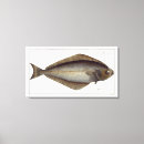 Search for halibut Andreas ludwig