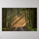 Search for cedar forest posters Nature