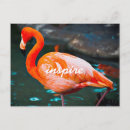 Search for flamingo picture postcards Pink