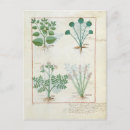 Search for medicinal plants postcards Medicine