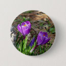 Search for crocus buttons Nature