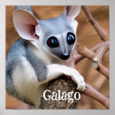 Recherche de sénégal posters Animal