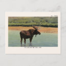 Recherche de parc de yellowstone cartes postales Faune
