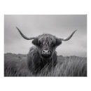 Search for black and white cow posters Cute