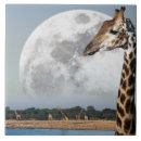 Search for namibia tiles Nature