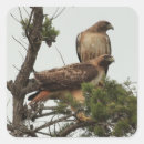 Recherche de hawk autocollants Animal