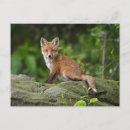 Recherche de petit renard cartes postales Mignon