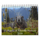 Search for groundhog calendars Animals