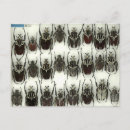 Recherche de goliath cartes postales Insecte