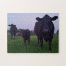 Search for jersey cow puzzles Calf