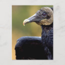 Search for black vulture postcards Nature