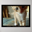 Recherche de chat curieux posters Chaton