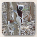 Search for lemurs barware Primate