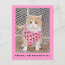 Search for funny cat valentines day cards Kitty