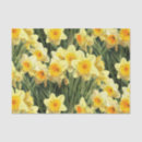 Search for daffodil tissue paper Narcissus