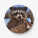 Search for raccoon plates Adorable