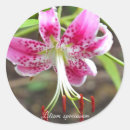 Search for lilium stickers Lily