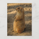 Recherche de chien prairie cartes postales Adorable