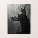 Recherche de blanc dobermann Animal