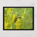 Recherche de guêpe cartes postales Insecte
