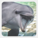 Search for bottlenose dolphin stickers Cute