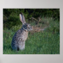 Search for tailes paper posters Ears