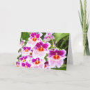 Search for cattleya orchid postcards Pink