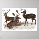 Search for victorian christmas posters Reindeer