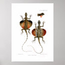 Recherche de lézards posters Faune