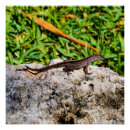 Recherche de lézard posters Faune