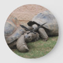 Search for tortoise clocks Reptile