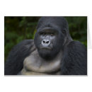 Search for silverback Africa