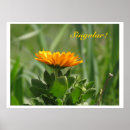 Search for calendula posters Orange