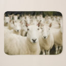 Search for sheep blankets Field