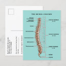 Search for spinal column Anatomical