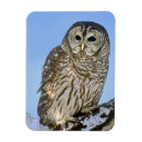 Recherche de duc magnets Personne