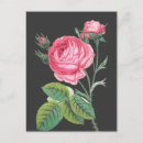 Search for dark pink rose postcards Flowers