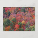 Search for fall foliage postcards Canada