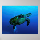 Recherche de tortues posters Tortue de mer