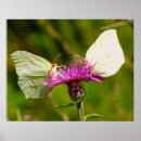 Search for butterfly posters Photography