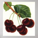 Search for cherry fruit posters Healthy