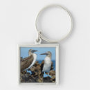 Search for galapagos islands keychains Danita delimont