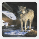 Search for gray wolf stickers Predator