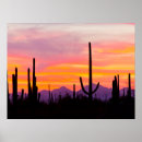 Search for saguaro national park posters Sunset