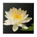 Recherche de nénuphars carreaux Lotus