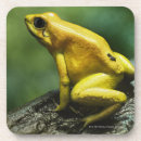 Recherche de grenouille dessous de verres Coquilles