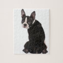 Recherche de boston puzzles Chien