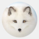 Search for animals in snow stickers Canine