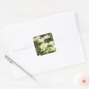 Search for white tulips stickers Flowers