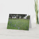 Search for texas birthday cards Wildflowers